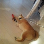 s-IMG_4095