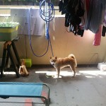 ssIMG_4710
